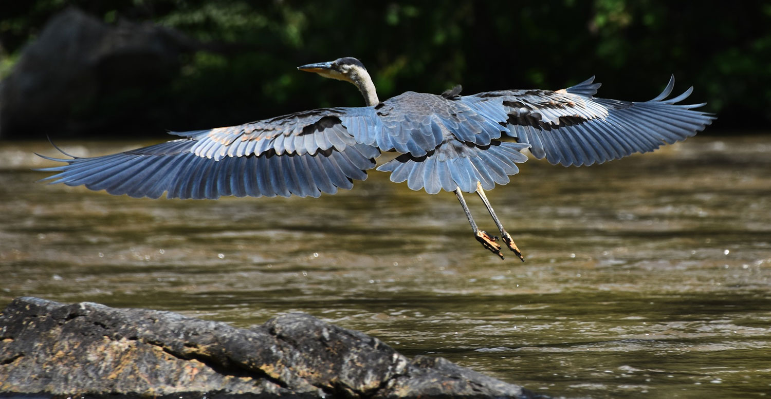 asheville-whitewater-rafting-blue-heron.jpg