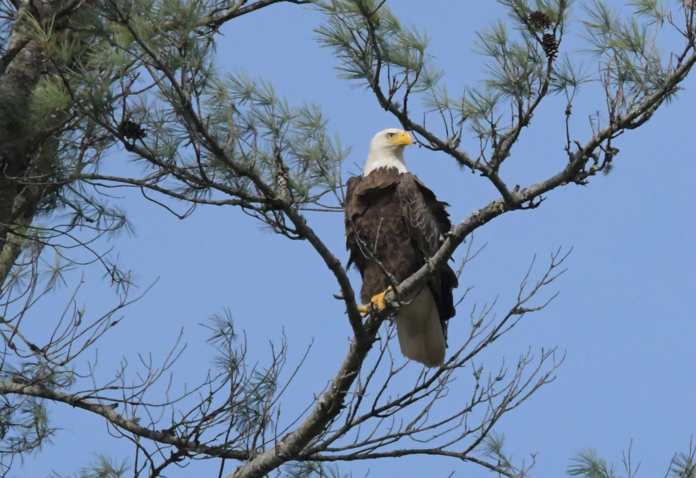 eagle in pine small file.jpg